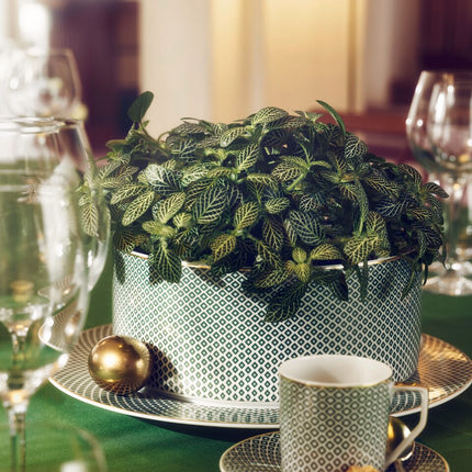 Rosenthal Francis Carreau Vert Schüssel 23 cm