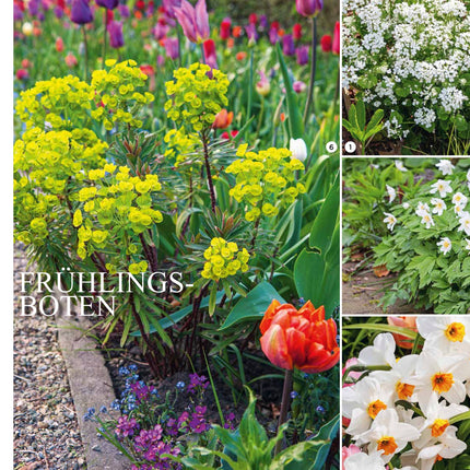 Blütenpracht. Der Weg zum Traumgarten